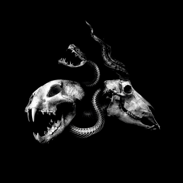 Chimaira